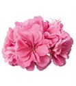 Afbeelding van Geranium Hang P12 Double Erke